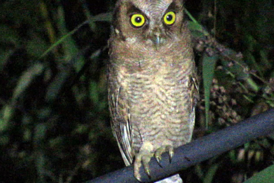 Tropical Screech Owl