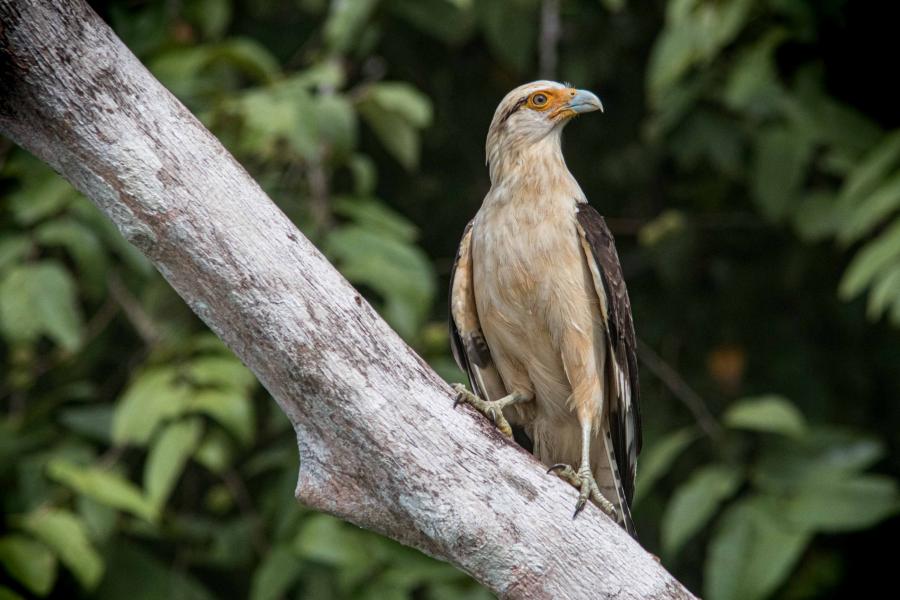 Yellow-headed Caracara