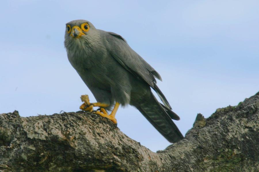 Gray Kestrel