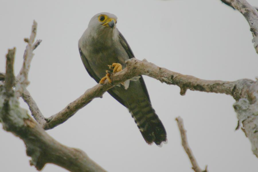 Dickinson's Kestrel