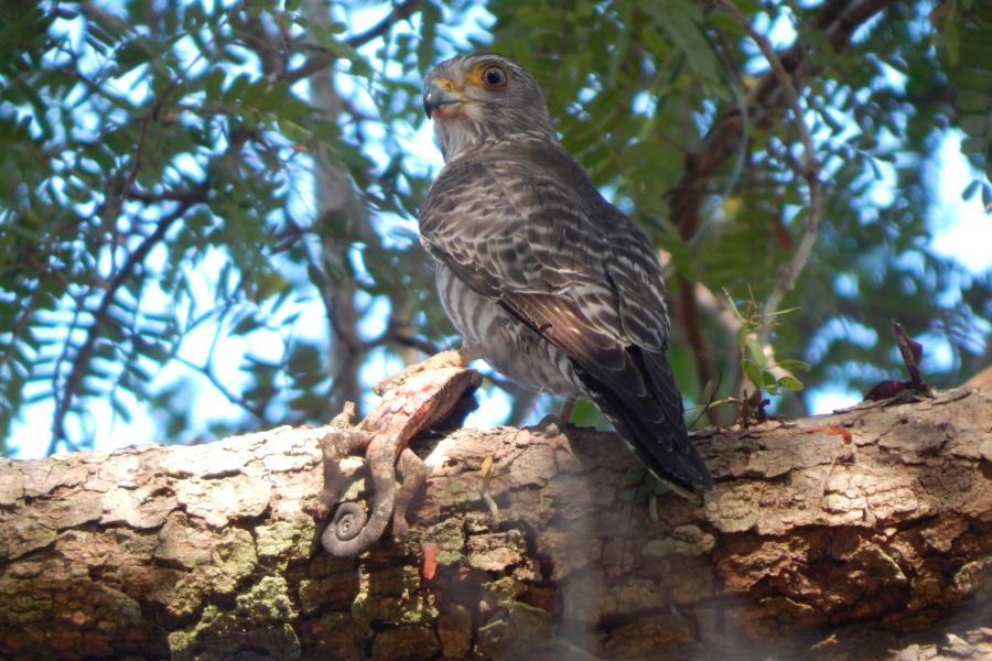 Banded Kestrel