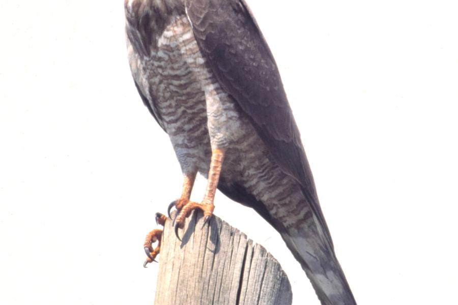 Dark Chanting Goshawk