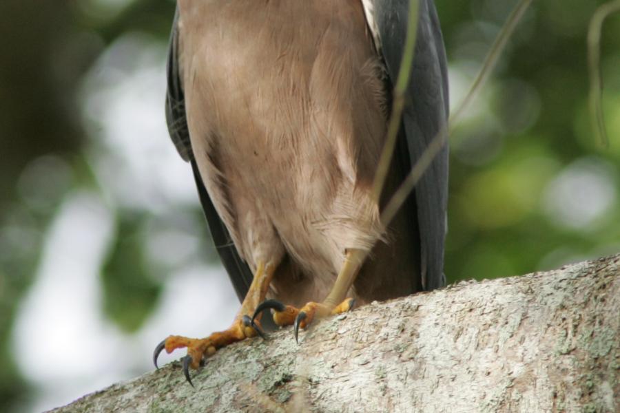 Fiji Goshawk