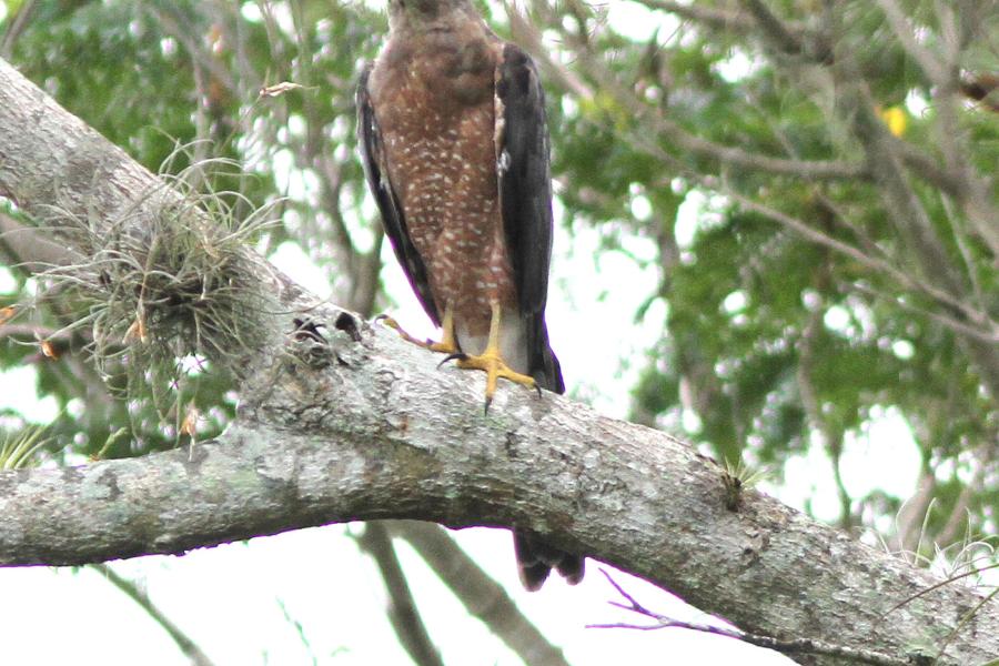 Gundlach's Hawk