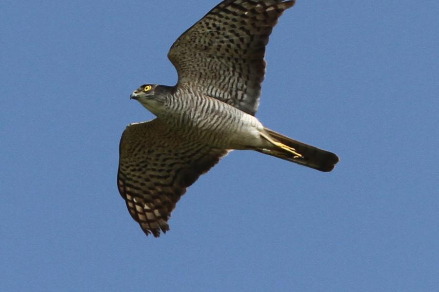 Japanese Sparrowhawk