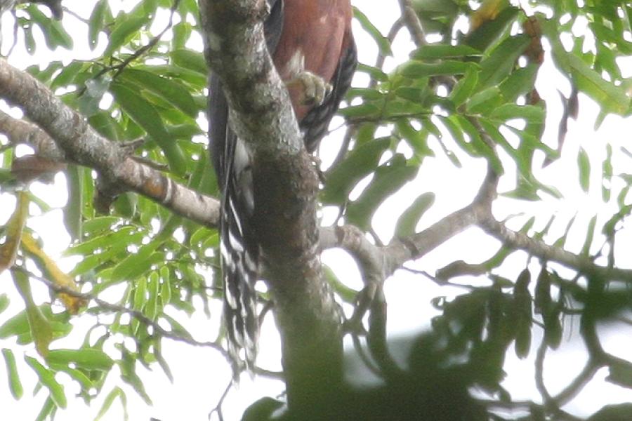 Long-tailed Hawk
