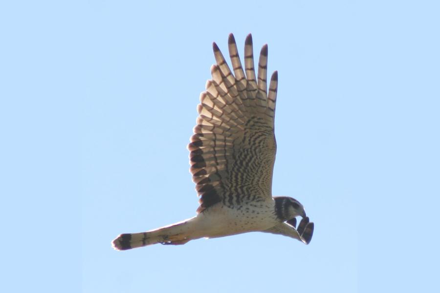 Long-winged Harrier