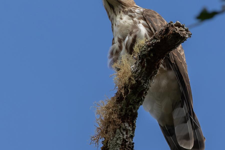 Madagascar Cuckoo-Hawk