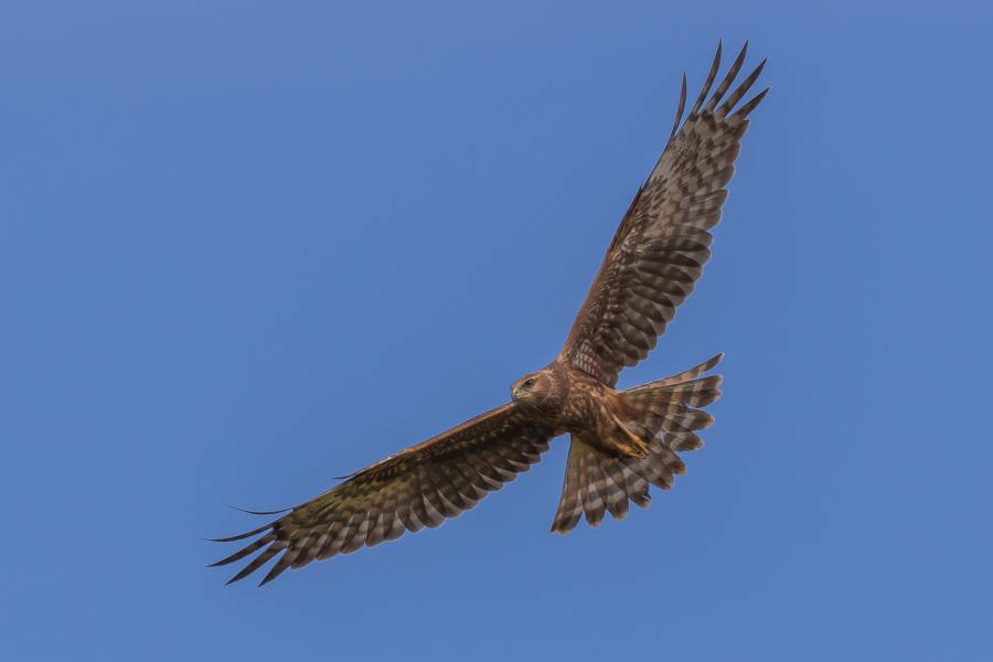 Madagascar Marsh Harrier
