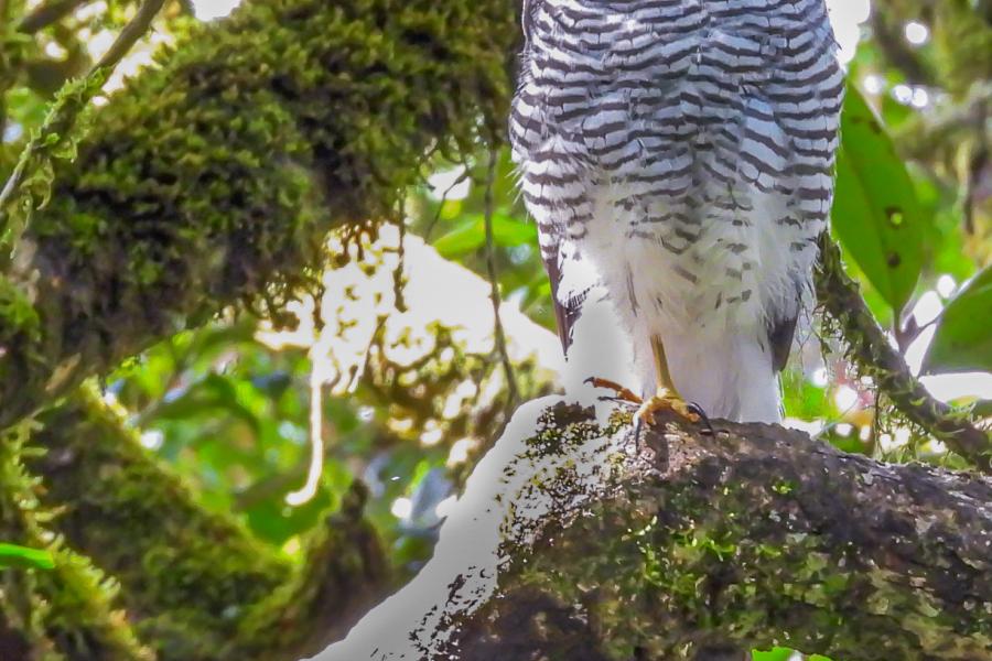 Madagascar Sparrowhawk