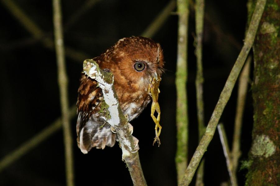 Santa Marta Screech-Owl