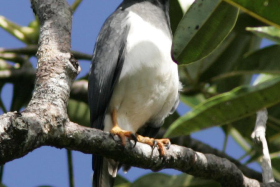 New Caledonia Goshawk