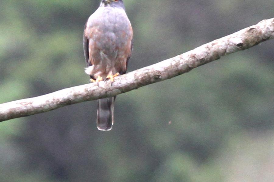Rufous-thighed Kite
