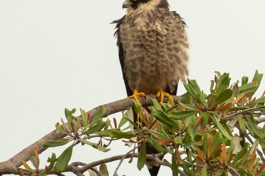 Sooty Falcon