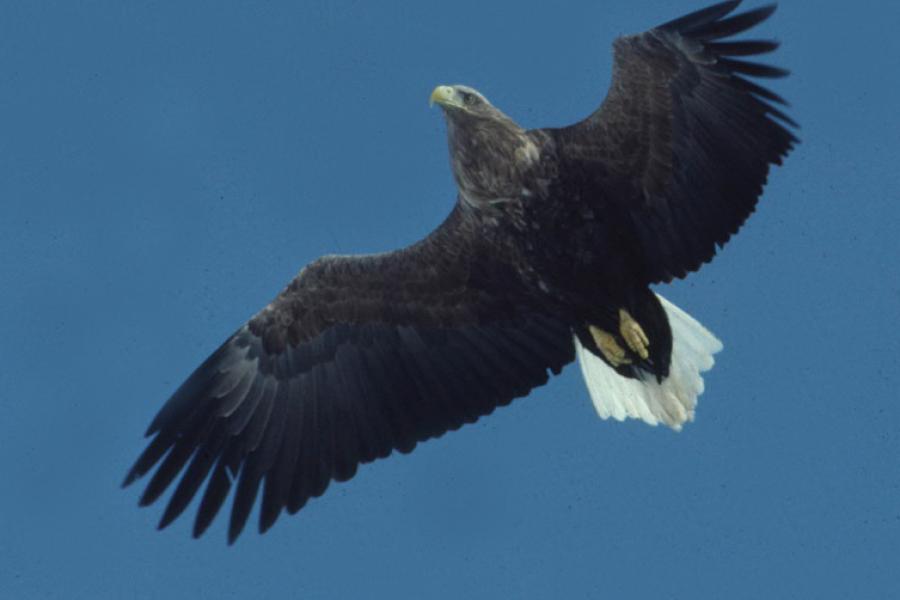 White-tailed Eagle