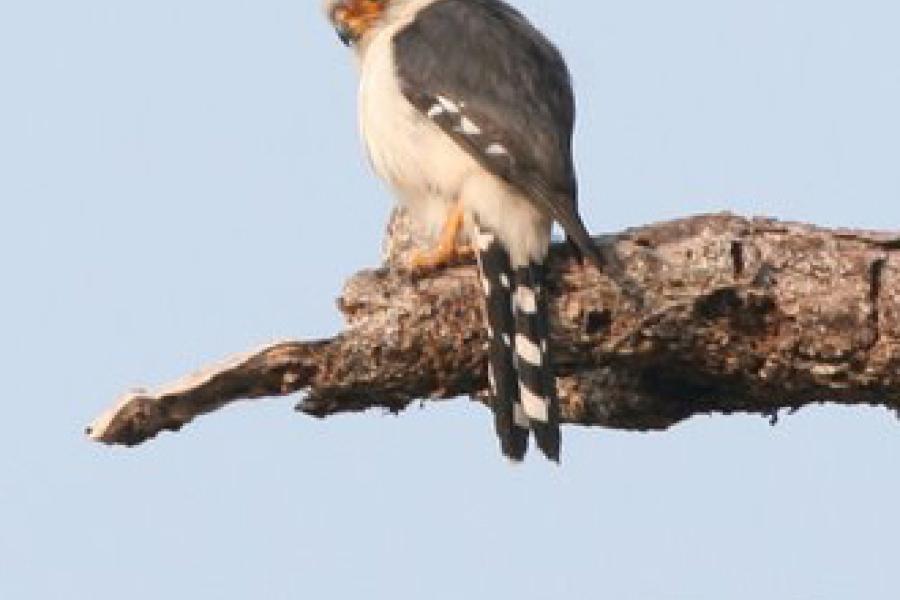 White-rumped Falcon