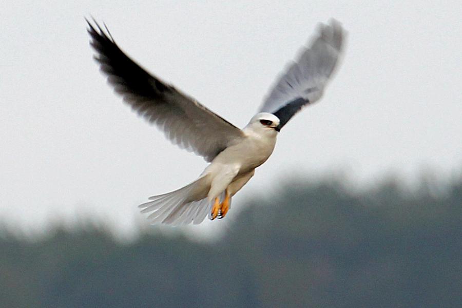 White-tailed Kite