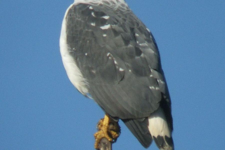 White-necked Hawk