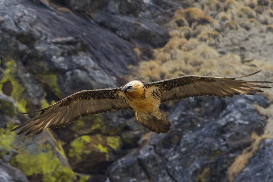 Bearded Vulture