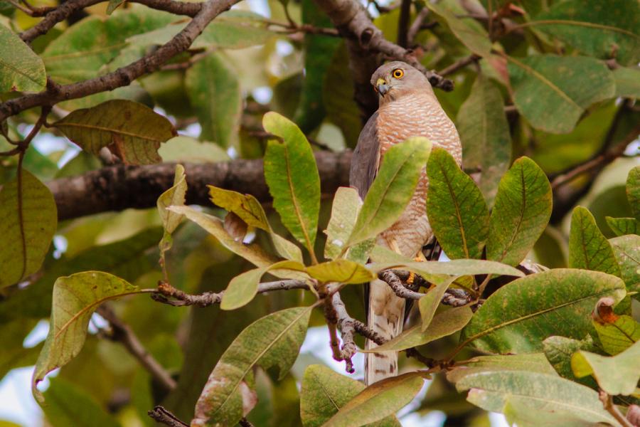 Shikra