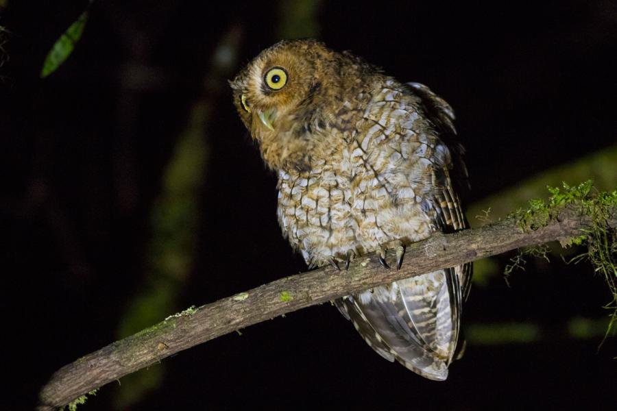 Bare Shanked Screech-Owl