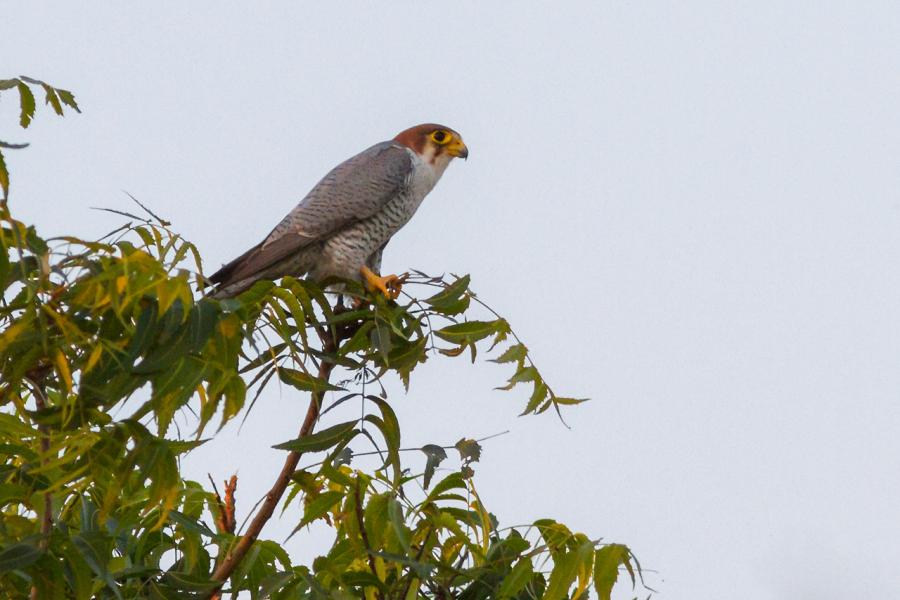 Red-necked Falcon