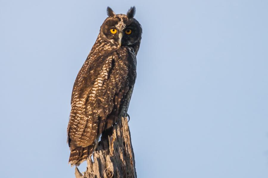 Stygian Owl