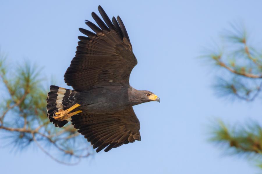 Solitary Eagle