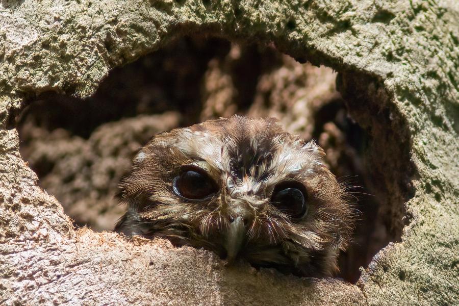 Bare-legged Owl