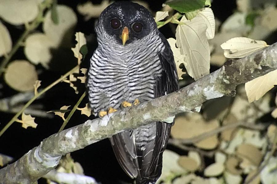 Black and White Owl