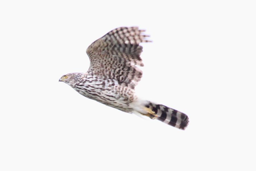 Chilean Hawk