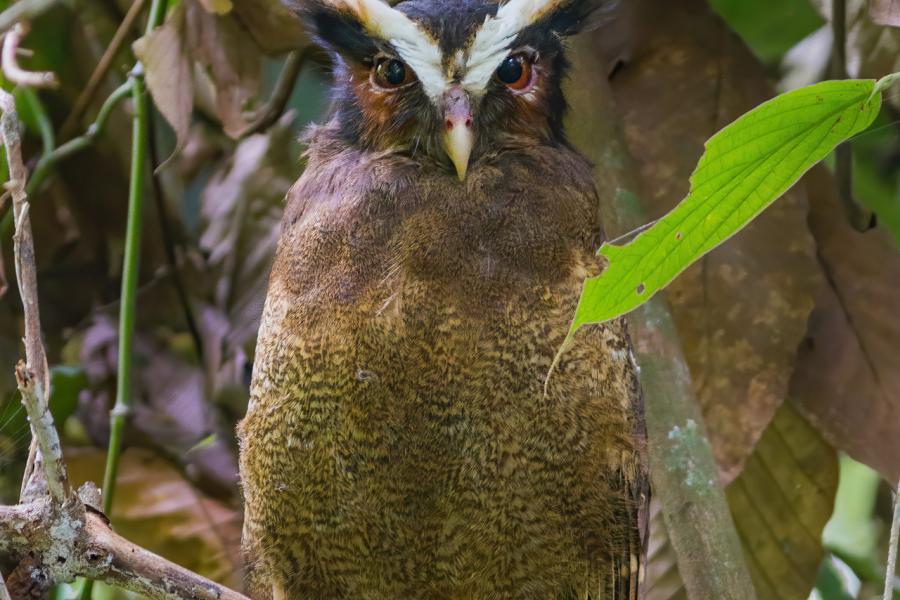 Crested Owl