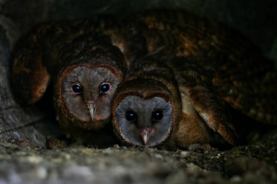 Ashy-faced Owl