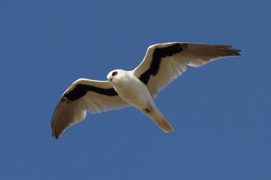 Letter-winged Kite