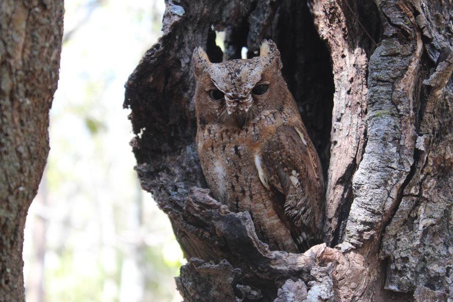Madagascar Scops Owl