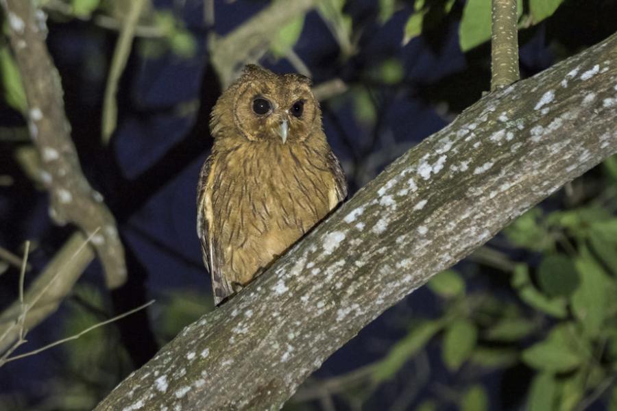 Jamaican Owl