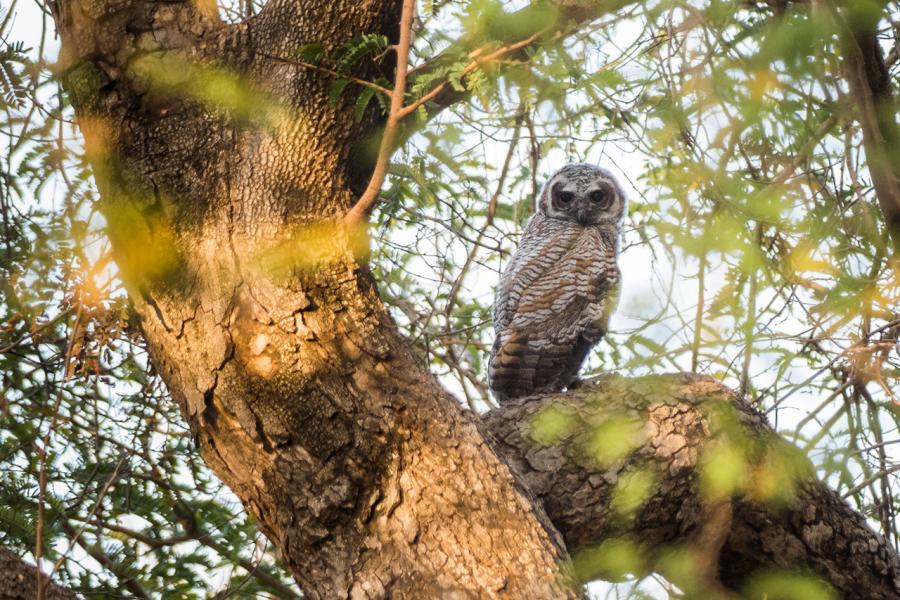 Mottled Wood-Owl