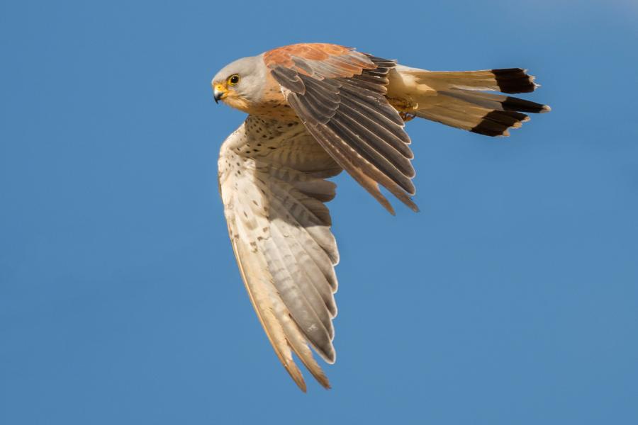 Lesser Kestrel