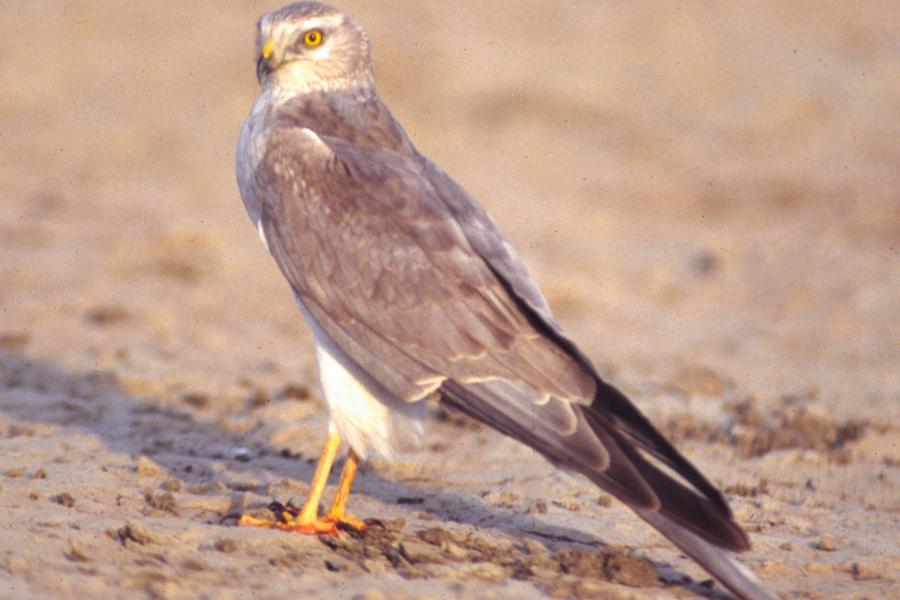Pallid Harrier