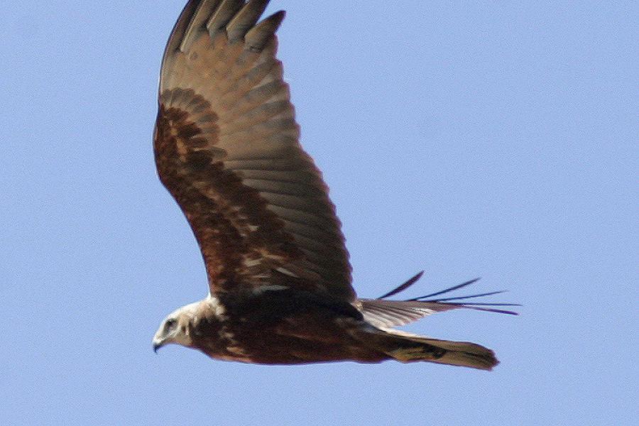 Papuan Harrier