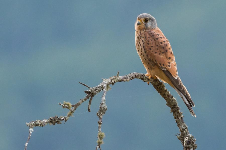 Eurasian Kestrel