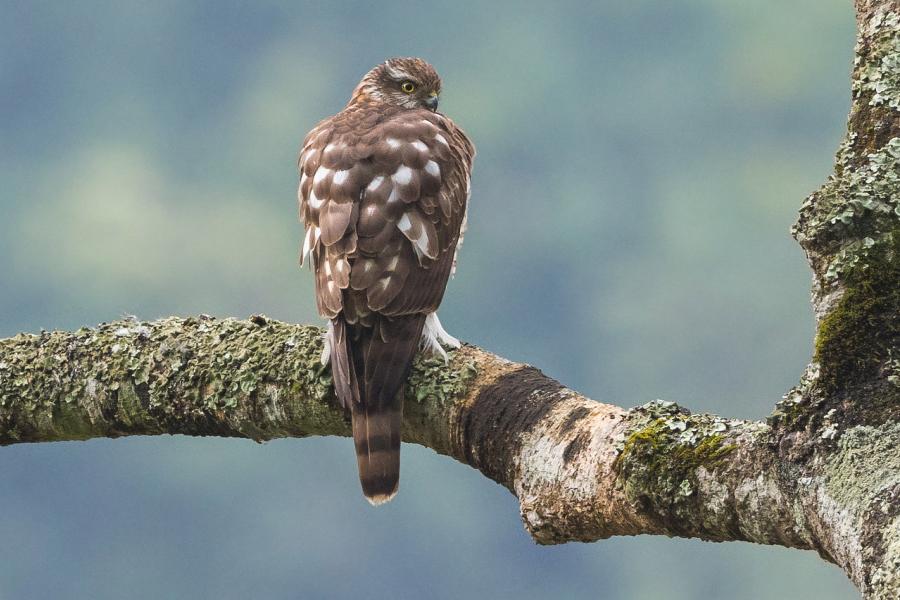 Eurasian Sparrowhawk