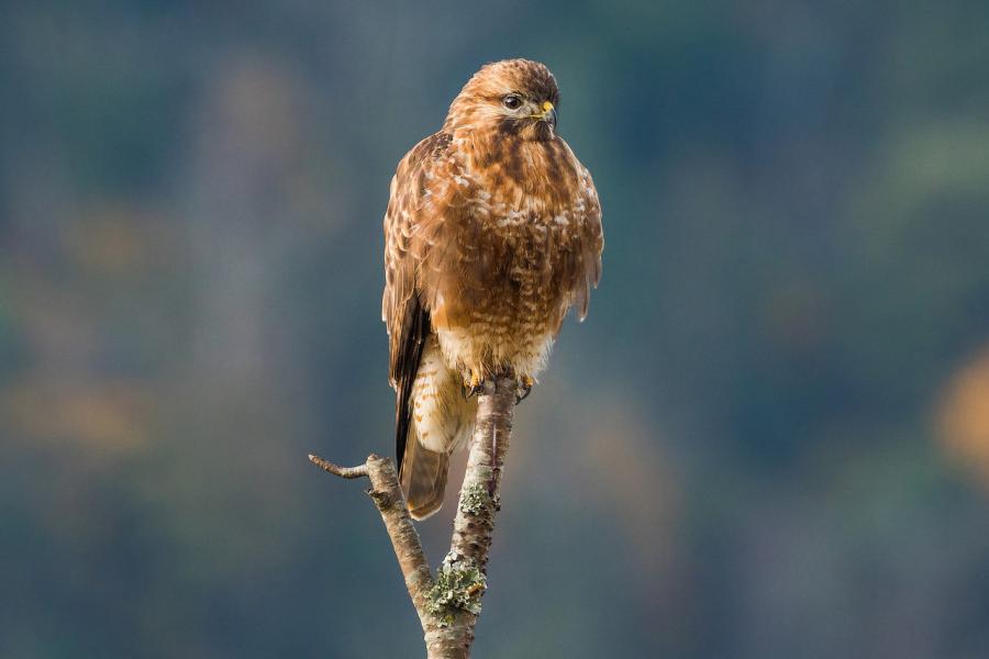Himalayan Buzzard