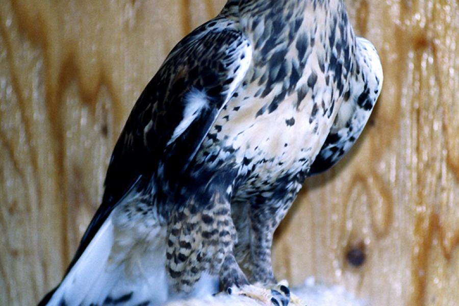 Rough-Legged Hawk
