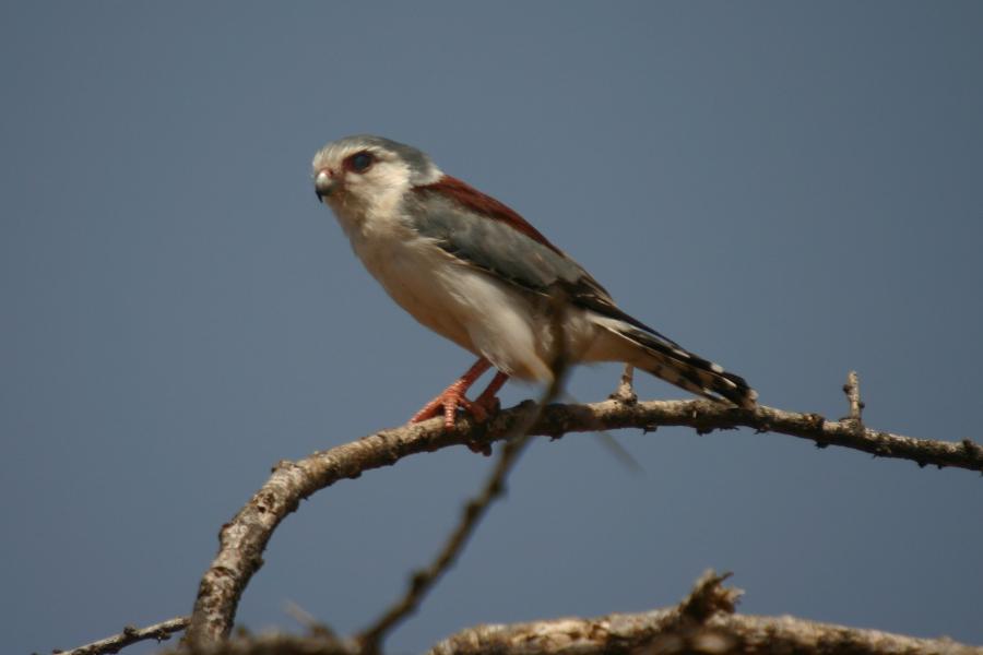 African Pygmy Falcon