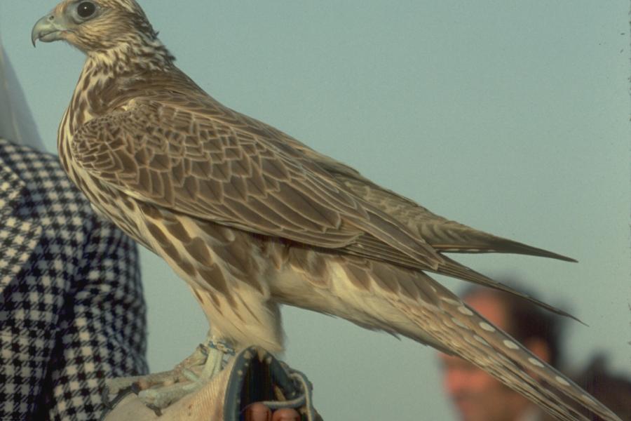 Saker Falcon