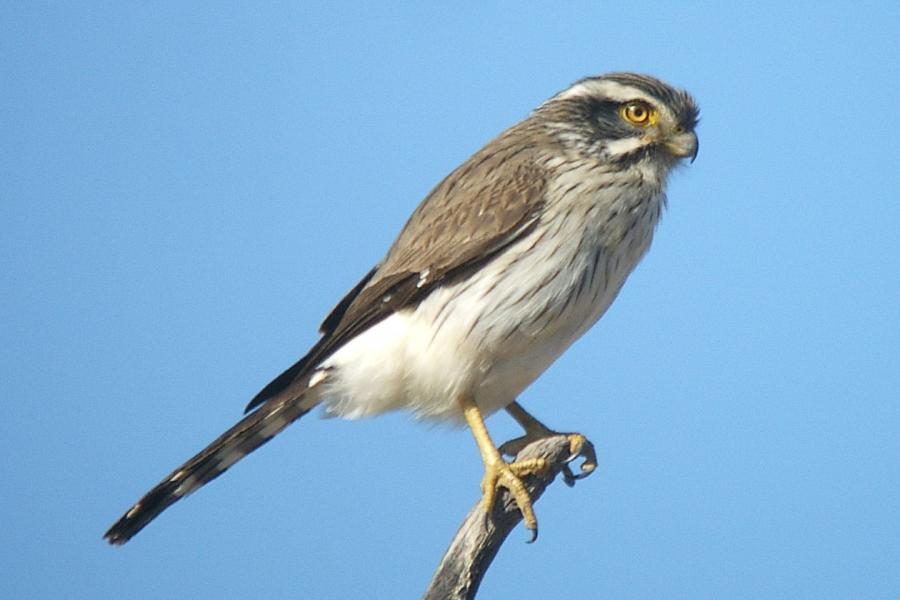 Spot-winged Falconet
