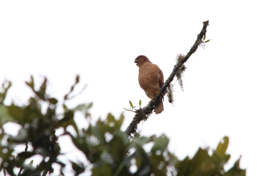 Tiny Hawk