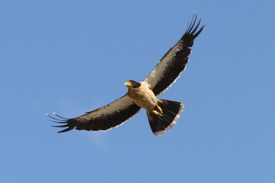 White-throated Caracara