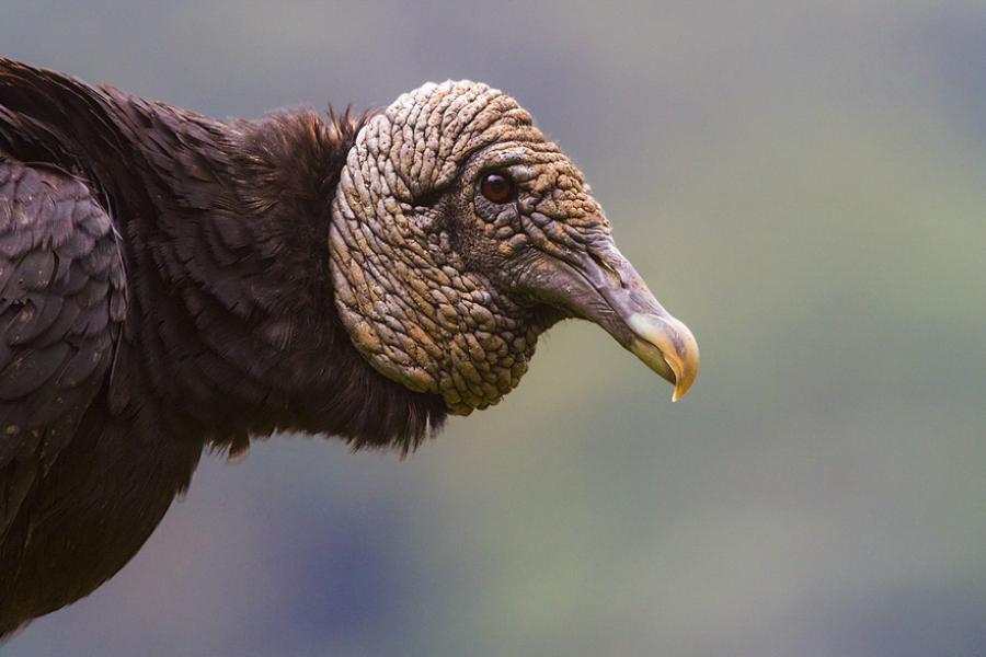 Black Vulture